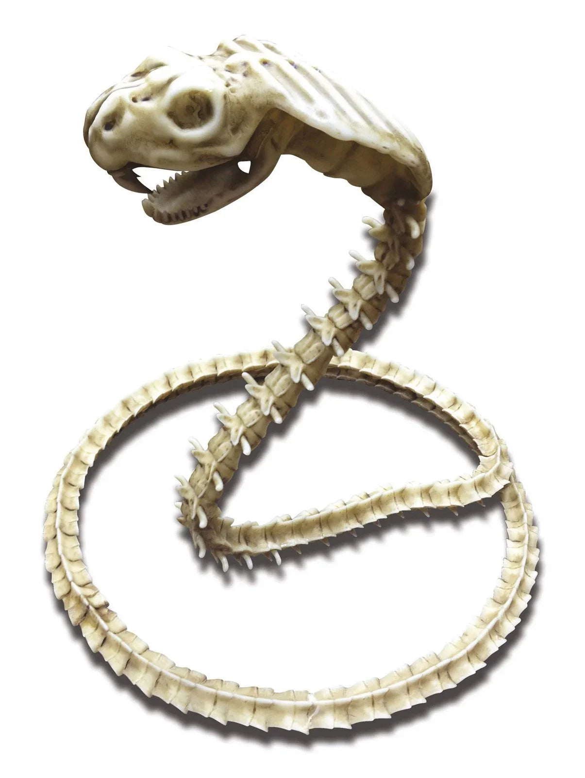Esqueleto de Serpiente Cobra para Decoración Decoración Halloween Viving