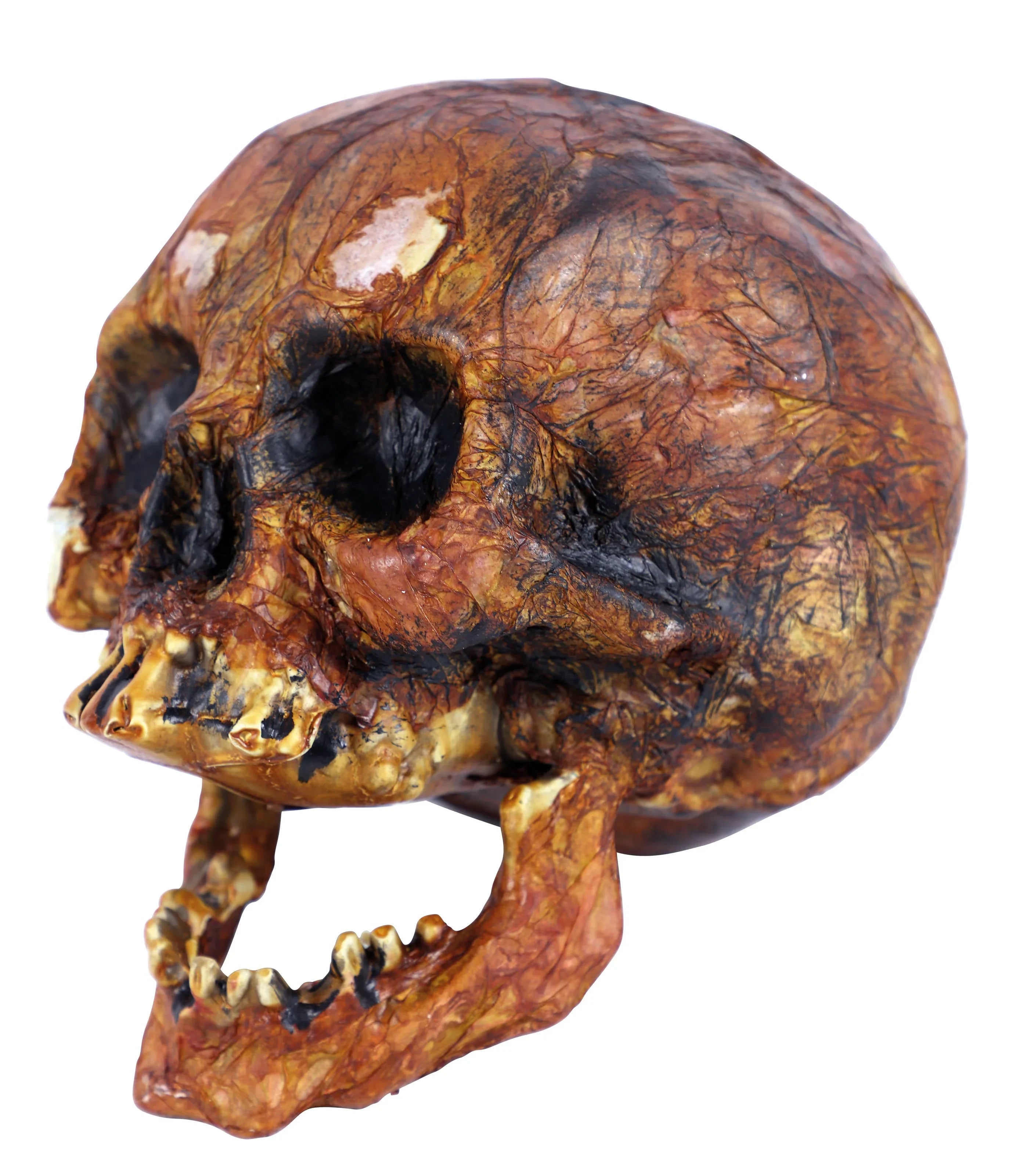 Calavera Envejecida Realista Decoración Halloween EuroCarnavales