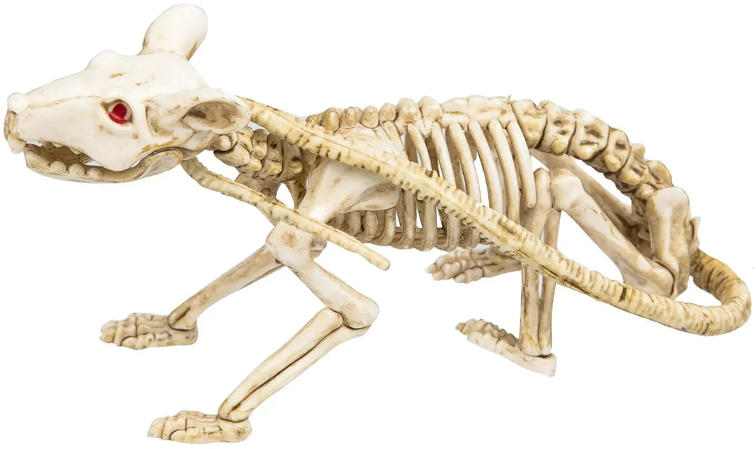 Esqueleto de Rata de 40cm Esqueletos Viving