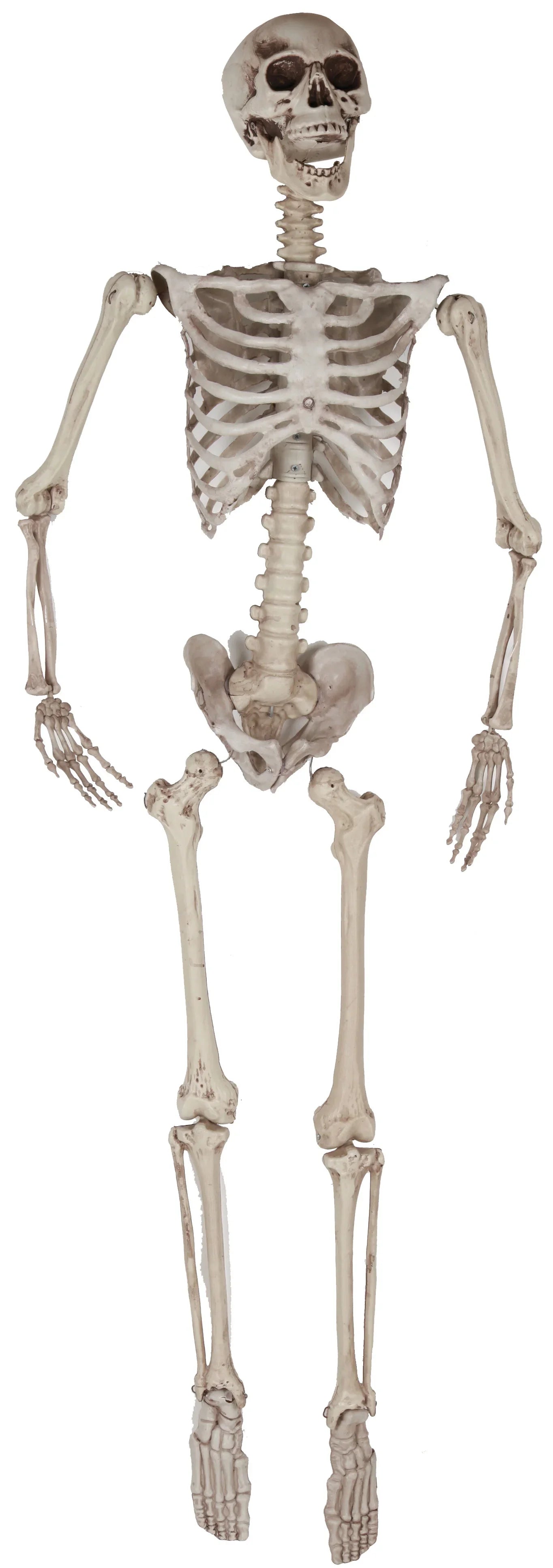 Esqueleto de Decoración 165cm Decoración Halloween EuroCarnavales