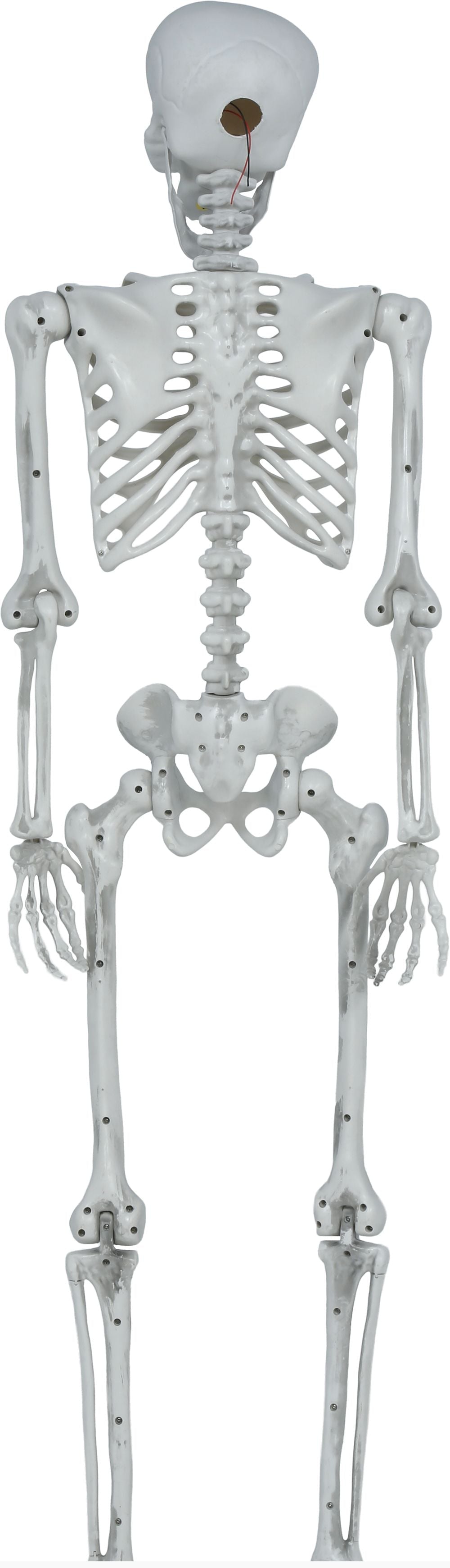 Déguisement squelette articulé décoratif de 145 cm